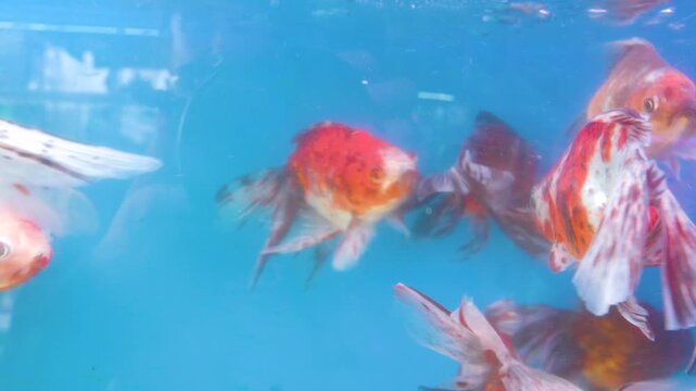 Aquarium fish at the Vietnamese bazaar. Goldfish Koi carp predominate