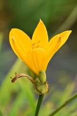 A pretty day lily (Hemerocallis middendorffii) is blossoming outdoor in late summer.