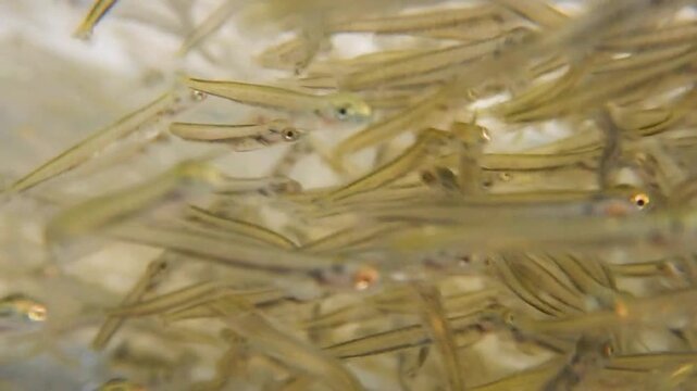 Junge &Auml;schen als Fischbrut kurz nach dem Schlupf aus dem Ei in der Fischzucht mit Unterwasservideo