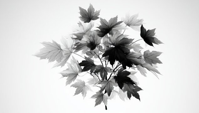 Gray-scale cluster of maple leaves on white background