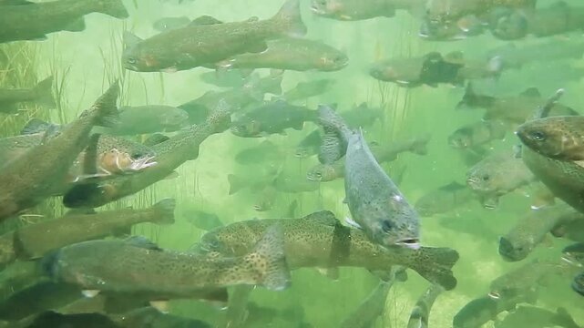Regenbogenforellen schwimmen in einem Fischteich einer Fischzuchtanlage