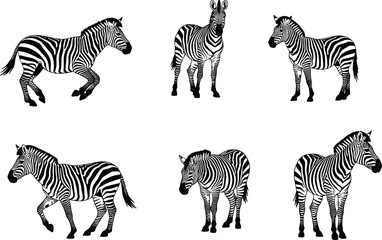 Obraz premium Zebra silhouette illustration, wild animal drawing, black and white stripe pattern, isolated zebra graphic, vector art, wildlife design, nature concept, safari theme