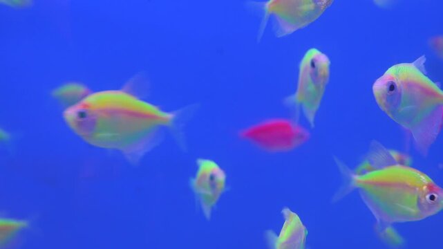 Aquarium fish at the Vietnamese bazaar. Goldfish Koi carp predominate