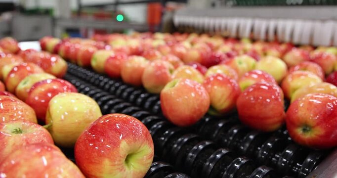 Clean and fresh apples, after being washed, moved, and rolled along a conveyor for machine sorting in a fruit processing facility, are ready for packaging and distribution to markets and supermarkets.