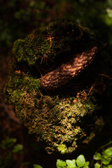 A peaceful forest scene captured in vivid detail, featuring pine cone on the old moss-covered tree stump with close range in the dark forest