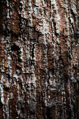 A peaceful forest scene captured in vivid detail, featuring textured tree bark, highlighting the intricate beauty of woodland ecosystems