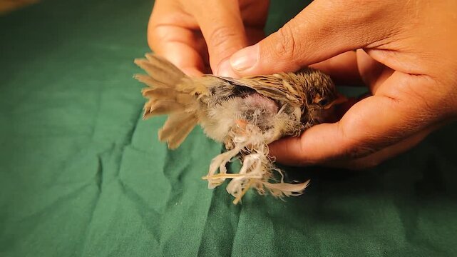 Baby sparrow fell from its nest tangled in nylon threads that were used in nesting, causing severe leg injury and gangrene. This tragic scene shows the hidden danger of plastic waste in bird nests.