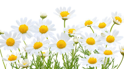 White Chamomile Flowers with Yellow Centers isolated on a transparent background