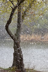 Snowy day on the lake in April month. The tree trunk heavy snow background