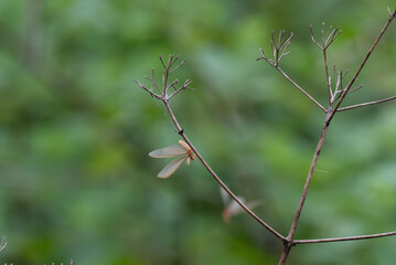 A delicate Winged termite perched on a slender green grass stem, with translucent wings glowing against a blurred natural background.