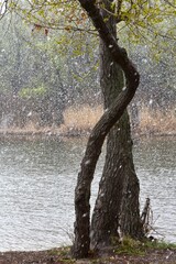 Snowy day on the lake in April month. The tree trunk heavy snow background