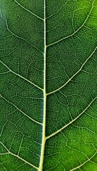 Obraz premium Close-Up of Green Leaf with Intricate Veins Detailing the Vascular System for Plant Nutrition