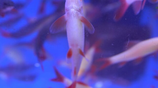 Aquarium fish at the Vietnamese bazaar. Variety of species, part of the cichlid fish