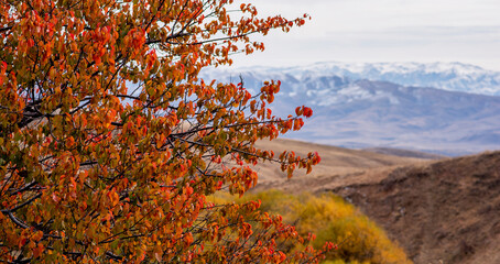 Flame-hued leaves frame the distant, snow-dusted mountains, standing tall behind the autumn-kissed hills, marking a striking contrast in a tranquil landscape.