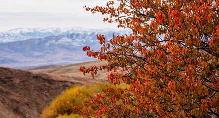 Flame-hued leaves frame the distant, snow-dusted mountains, standing tall behind the autumn-kissed hills, marking a striking contrast in a tranquil landscape.