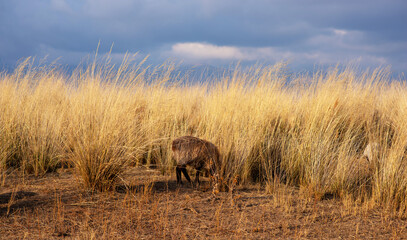 a flock of sheep grazing in a field with tall, golden grass under a dramatic sky. The backdrop dark clouds above with mountains faintly visible in the distance, creating a pastoral scene.