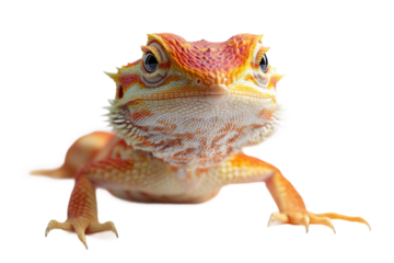 Unique species closeup illustration isolated on transparent background