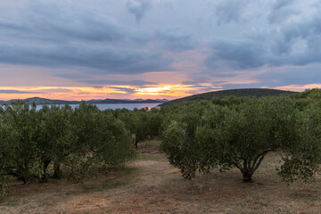 Olive grove at sunset on the island of Pasman in Croatia