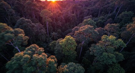 Aerial view of a lush rainforest at sunset