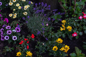 A colorful urban flowerbed in central Amsterdam with blooming lavender, daisies, impatiens, and African daisies growing in dark moist soil under a tree near a residential building.