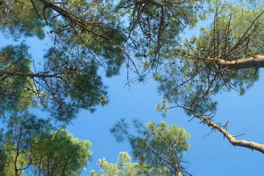 Rotating view of pine trees on blue sky background at sunny day. Majestic lush green pine tree swaying gently against clear sky in sunny day. Tranquil picturesque natural scene. Outdoors park nature.