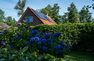 Brick house with red tile roof and solar panels surrounded by blooming purple hydrangeas and dense green foliage under a clear blue sky in a rural village of Overijssel, Netherlands, in summer.