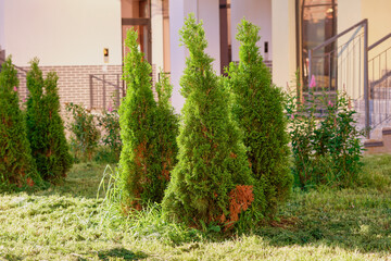 Several lush green conifer trees stand in a garden setting next to a modern building. Sunlight illuminates the scene, highlighting the vibrant greenery
