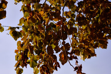 Bright autumn leaves hanging on branches create a beautiful contrast against a clear blue sky in the late afternoon. The warm light enhances the seasonal colors