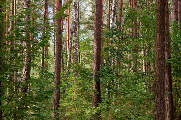 In a dense forest, tall trees rise above thick green foliage, creating a serene atmosphere. Sunlight filters through the leaves, illuminating the tranquil scene
