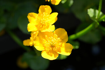 Sumpfdotterblume (Caltha palustris), Sumpf-Dotterblume, Hahnenfußgewächs, Ranunculaceae, strahlen...