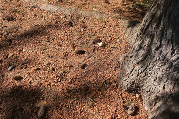 Autumn land with dry orange needles, pine cones in coniferous forest. Background with old pine trunk, woodland land in wild nature park.