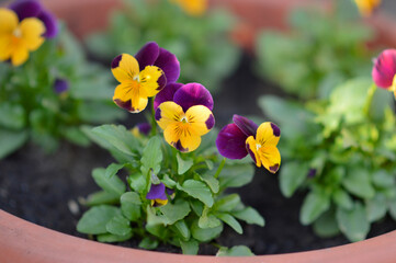colorful blooming pansy flowers in the pot