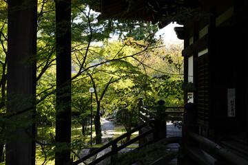 楓の緑に覆われる京都の寺院の庭園