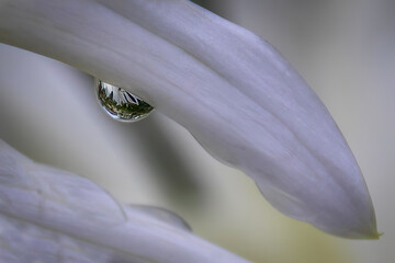 close-up of clear water droplet on soft white flower petal surface reflecting green nature detail