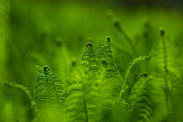 Fern fronds beginning to unfurl in green woodland.