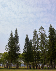 trees in the park