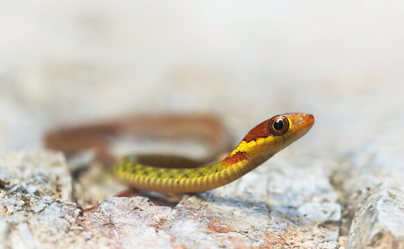 Close-up side view of a juvenile Speckle-belly keelback (Rhabdophis chrysargos) basking on rocks, Khao Phanom Bencha National Park, Krabi Province, Thailand