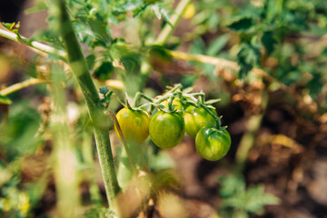 Close-up of a bunch of unripe green cherry tomatoes growing on a vine. A home garden.