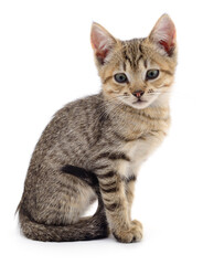 Striped kitten sitting isolated on white background