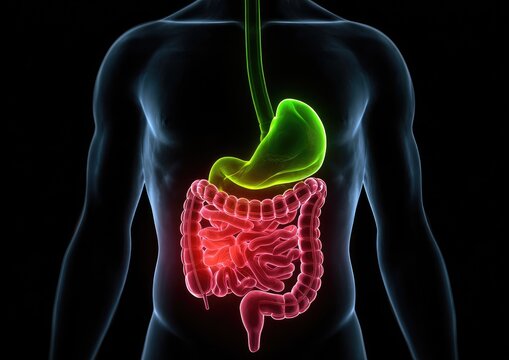 3D anatomical illustration of the human digestive system, highlighting the stomach and intestines in vibrant colors