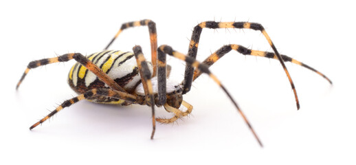 Wasp spider close up isolated on white background