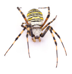 Wasp spider isolated on white background