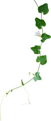 Vine plant, Branch creeper leaf green, Liana tropical nature.