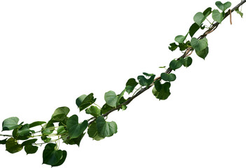 Vine plant, Branch creeper leaf green, Liana tropical nature.