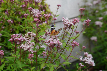 フジバカマの花と花にとまる蝶