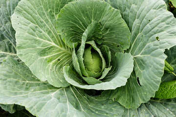 Fototapeta premium A healthy green cabbage sits at the center of a thriving garden, surrounded by large leaves basking in warm sunlight, showcasing nature's beauty