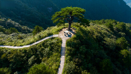 Aerial view of a winding pathway leading to a solitary tree atop a lush mountain ridge