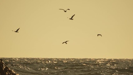 Seagulls flying ocean, birds soaring over vast golden sea at sunrise - Powered by Adobe