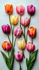 Fototapeta premium Tulip bouquet colorful spring floral festive design
