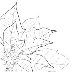 Hand Drawn of Poinsettia, Drawing Sketch, Monochrome, Christmas Flower, Aesthetic Line Art, Poinsettia Doodle, Black, Vector
